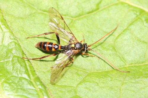 Rynchobanchus flavopictus